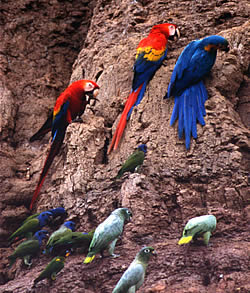 Tambopata
