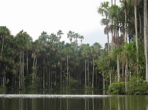 Tambopata
