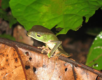 Tambopata