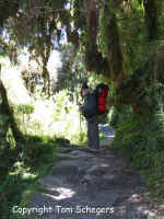 Rainforest