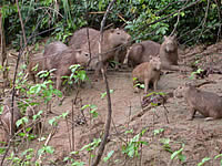 Tambopata